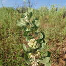 Image of sand milkweed