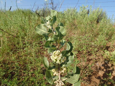 Image of sand milkweed