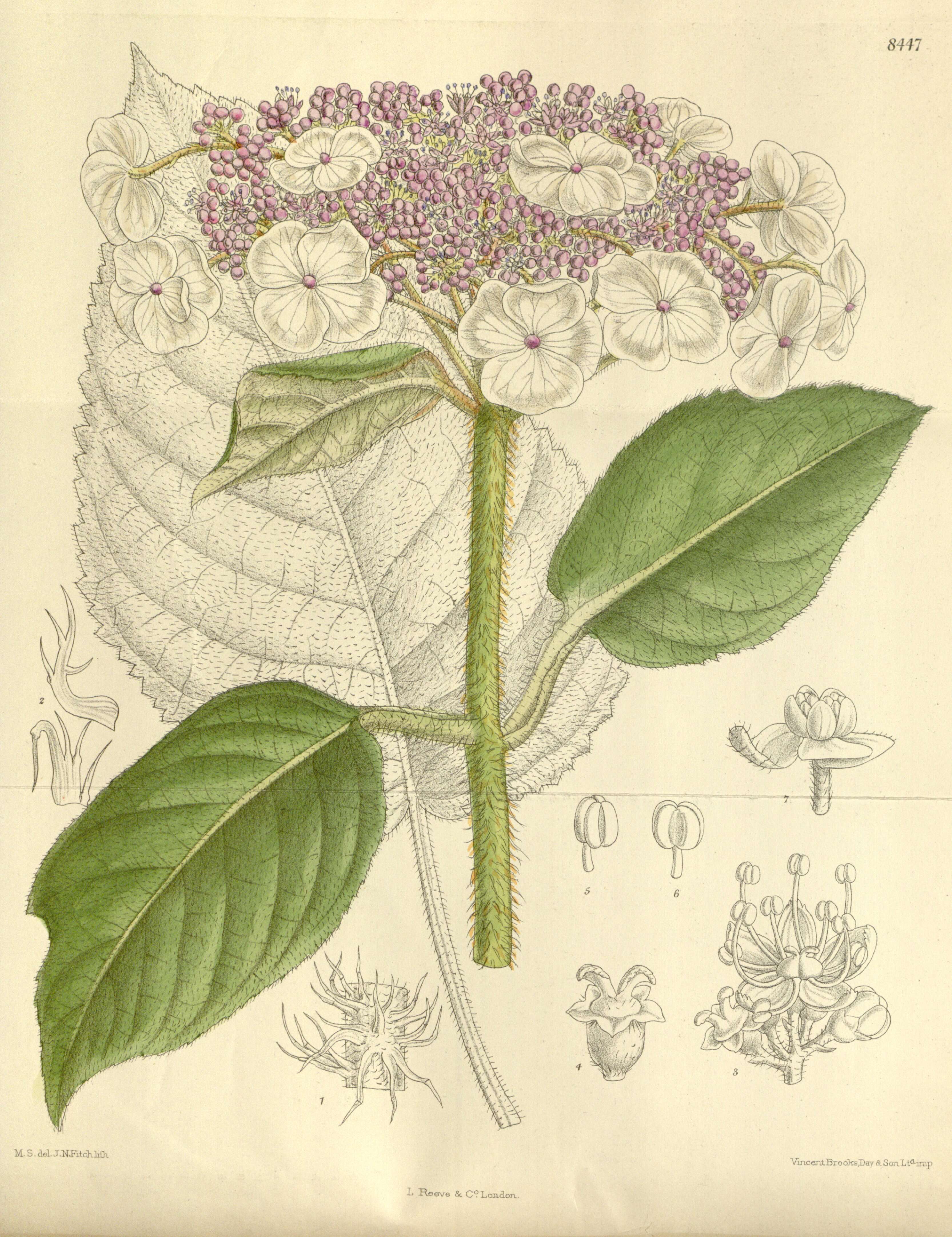 Sivun Hydrangea aspera Buch.-Ham. ex D. Don kuva