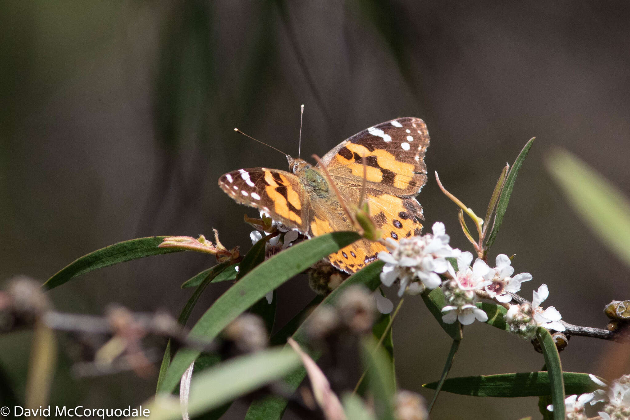 Imagem de Agonis flexuosa (Muhl. ex Willd.) Sweet