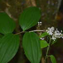 Слика од Maianthemum paniculatum (M. Martens & Galeotti) La Frankie