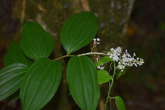 Слика од Maianthemum paniculatum (M. Martens & Galeotti) La Frankie