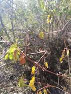 Image of Schott's stickpea