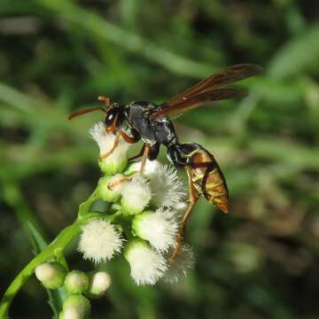 Слика од Polistes billardieri Fabricius 1804