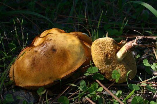 Image of <i>Suillus granulatus</i> (L.) Roussel 1796