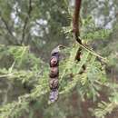 Sivun Vachellia nilotica subsp. kraussiana (Benth.) Kyal. & Boatwr. kuva