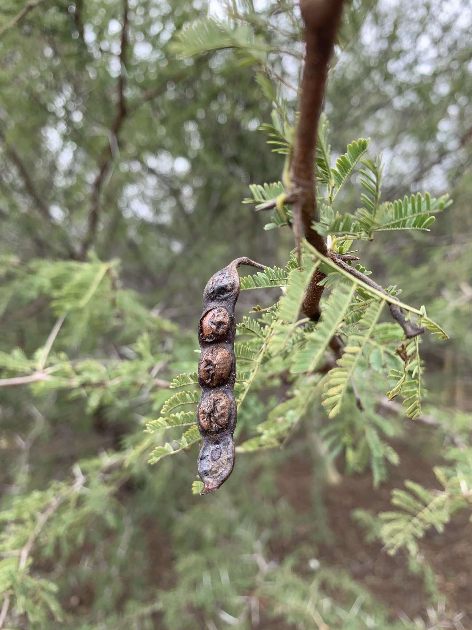 Image of Vachellia nilotica subsp. kraussiana (Benth.) Kyal. & Boatwr.