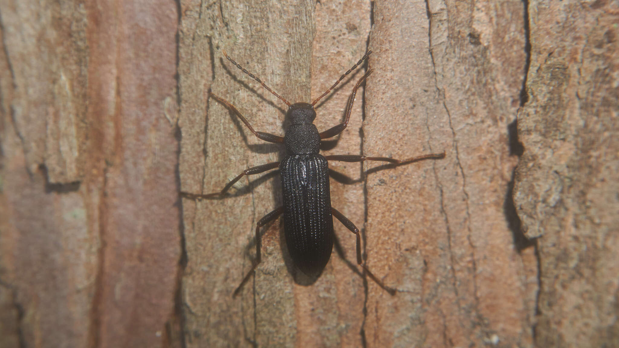 Image of Darkling beetle