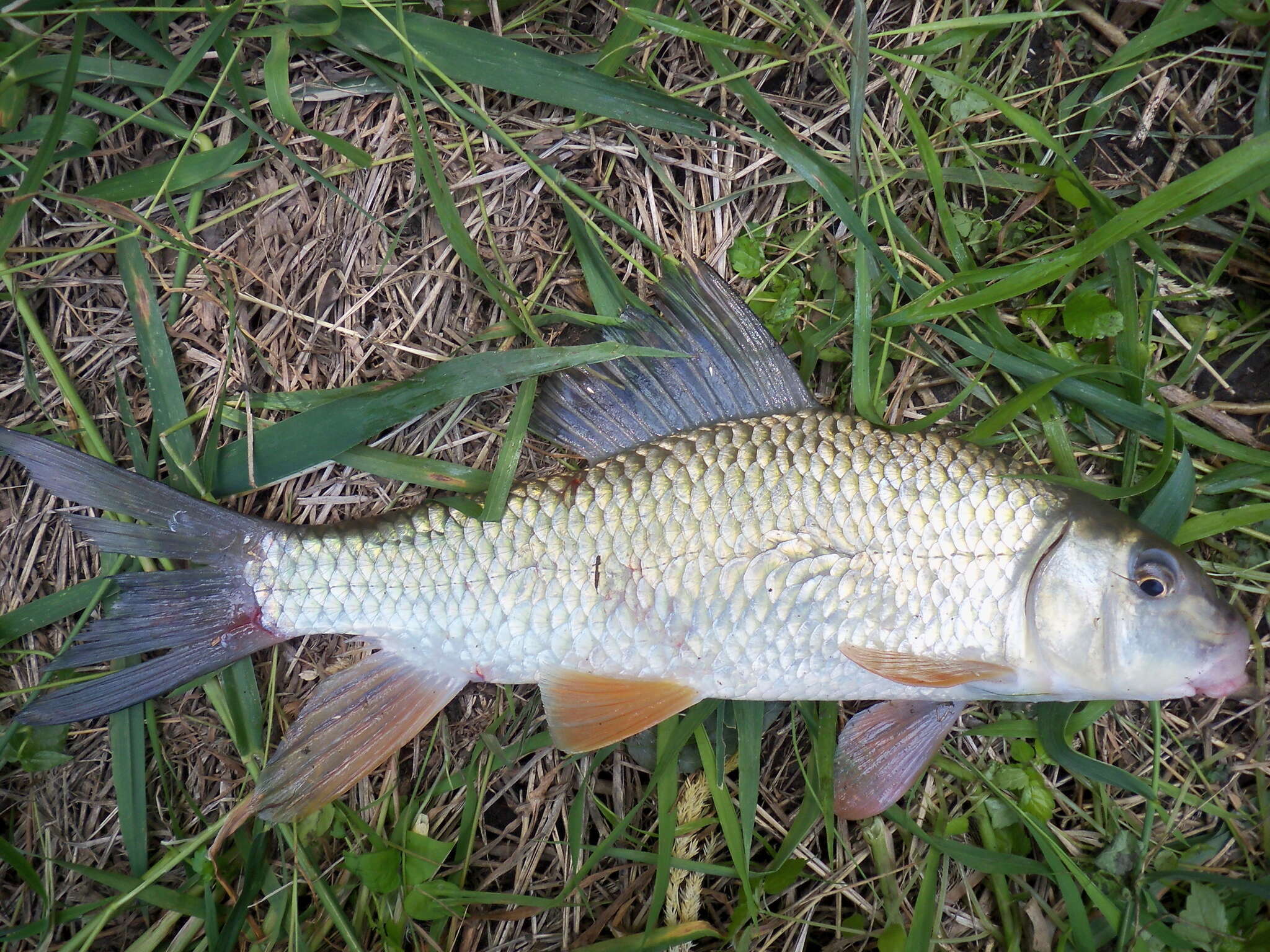 Image of Silver Redhorse