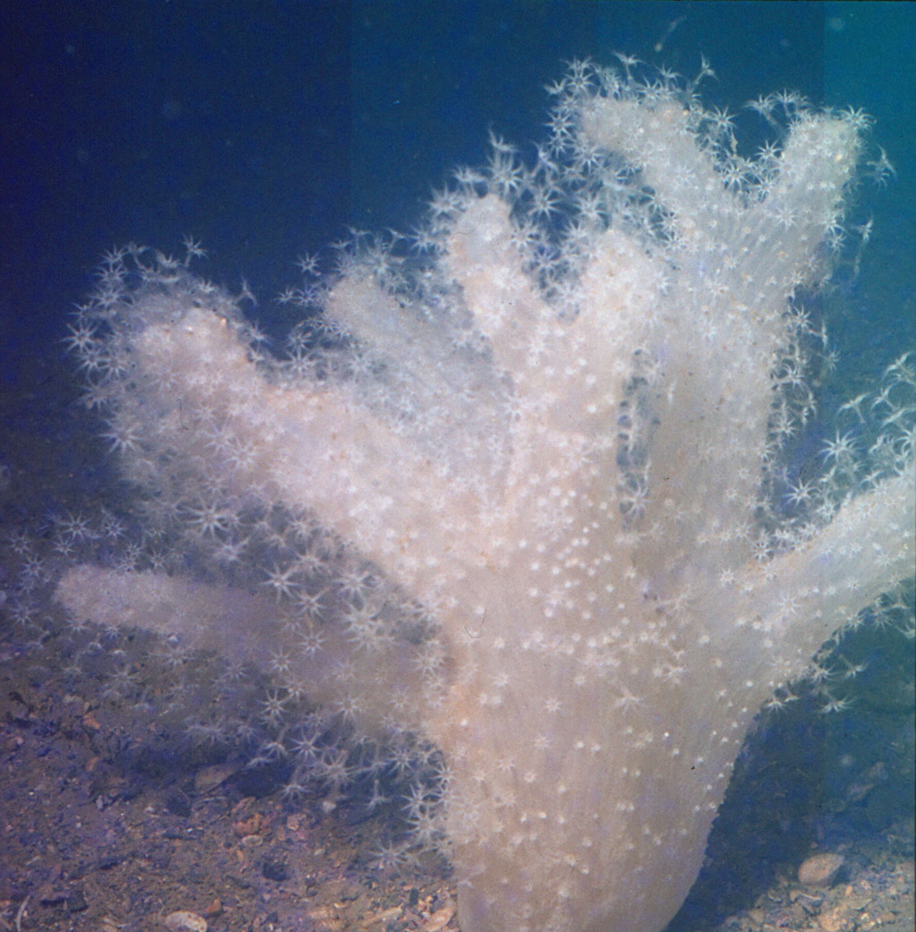 Image of Mediterranean sea-fingers