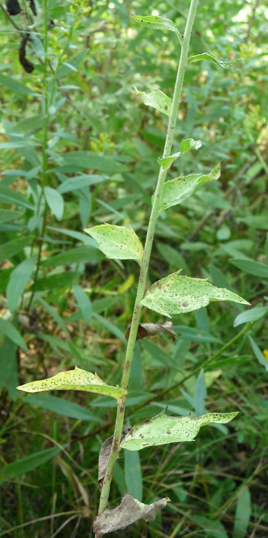 Image of Canadian hawkweed