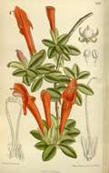 Columnea glabra Oerst.的圖片