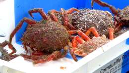 Image of Atlantic spider crab