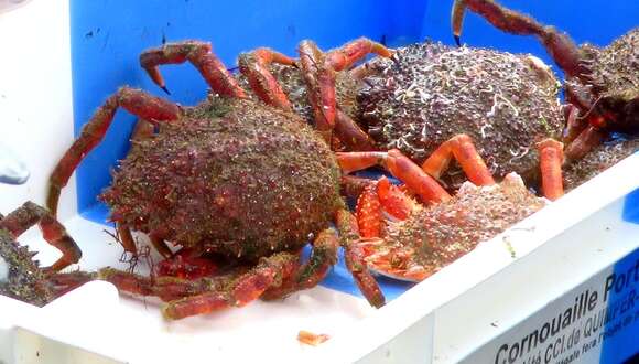 Image of Atlantic spider crab