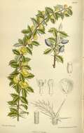 Image of Warted Barberry