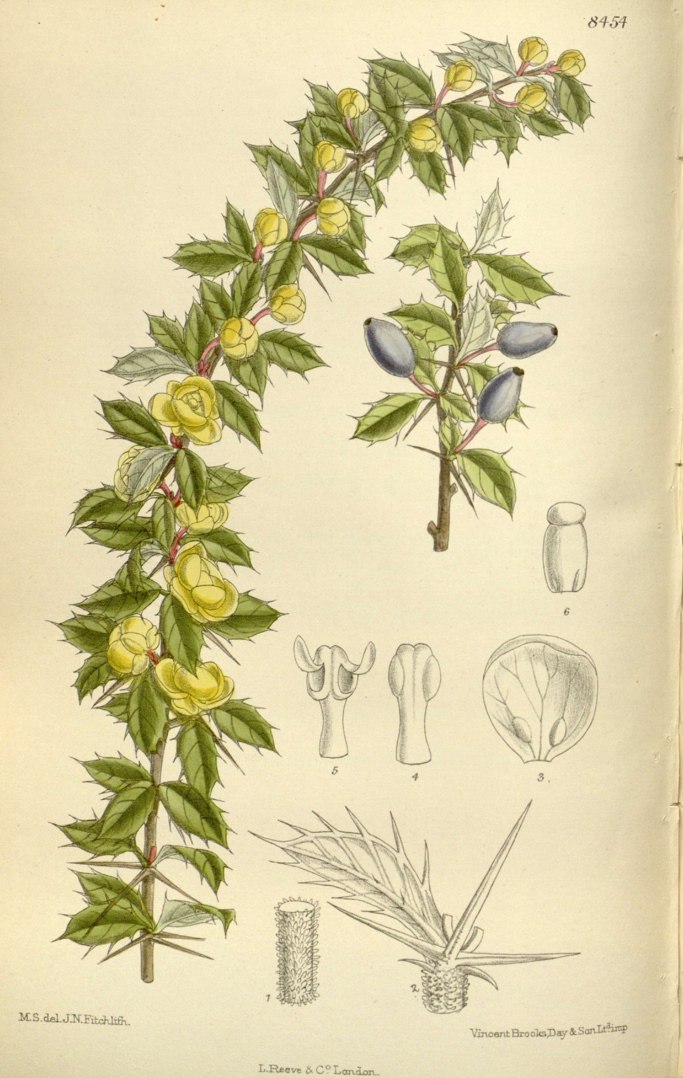 Image of Warted Barberry