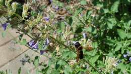 Image of giant resin bee