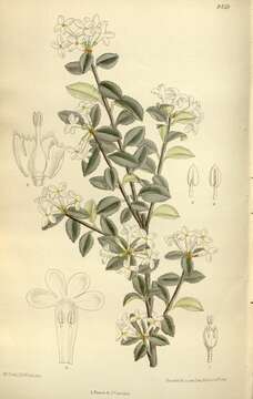 Image of Osmanthus delavayi Franch.