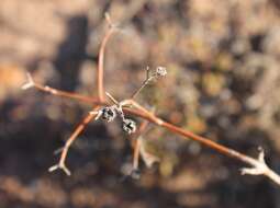 Image of Ruschia ceresiana Schwant.