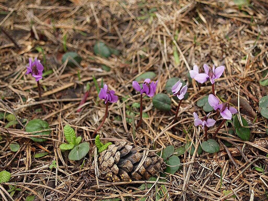 Image of Cyclamen coum subsp. parviflorum (Pobed.) Ietsw.