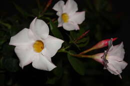 Plancia ëd Mandevilla sanderi (Hemsl.) R. E. Woodson