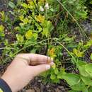 Image of Florida milkweed