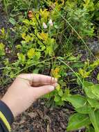 Image of Florida milkweed