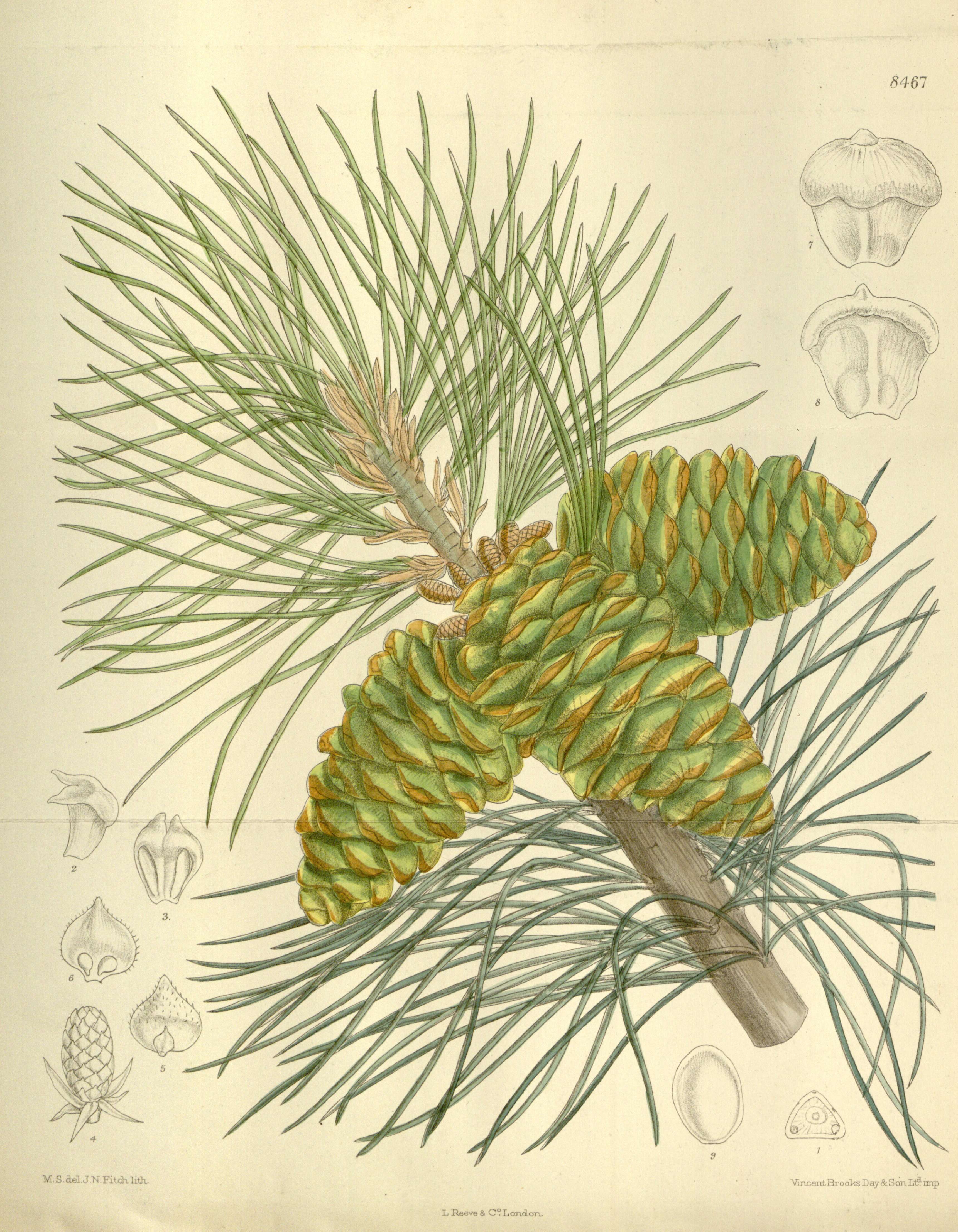 Image of Limber Pine