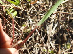 Image of Eragrostis paniciformis (A. Braun) Steud.