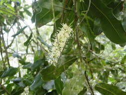 Image of macadamia nut