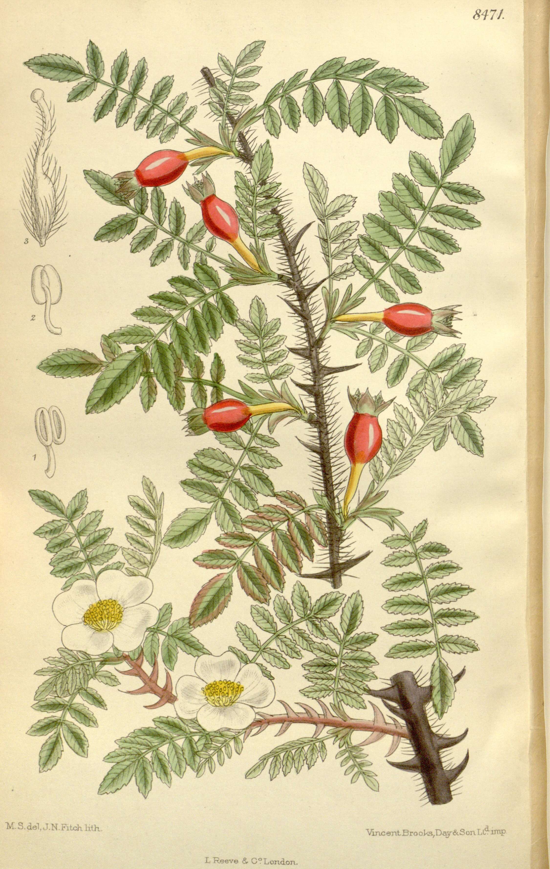 Image of Rosa sericea Lindl.