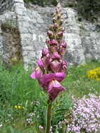 Image of garden snapdragon