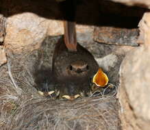 Image of Black Redstart