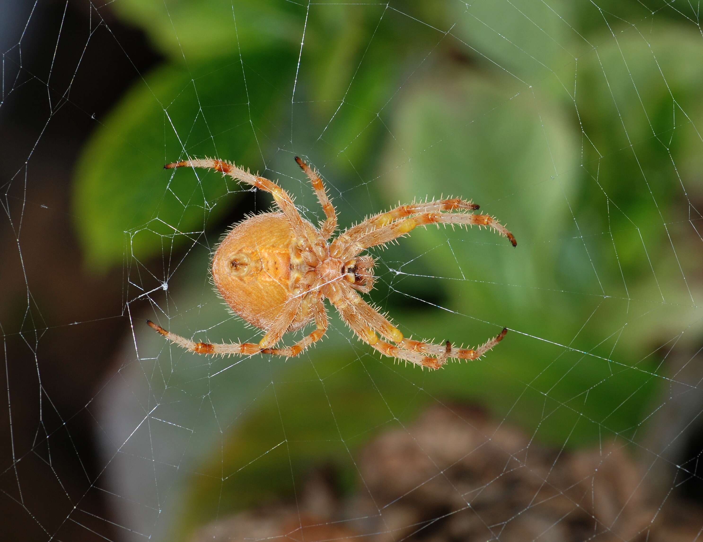 Image of Araneus pallidus (Olivier 1789)