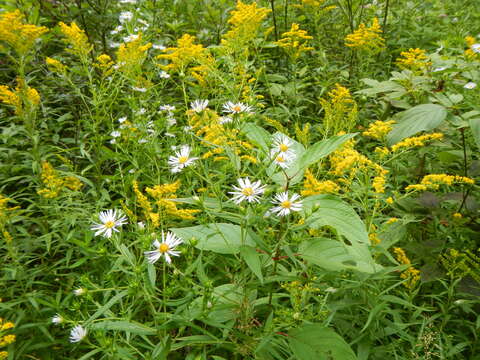 Image of purplestem aster