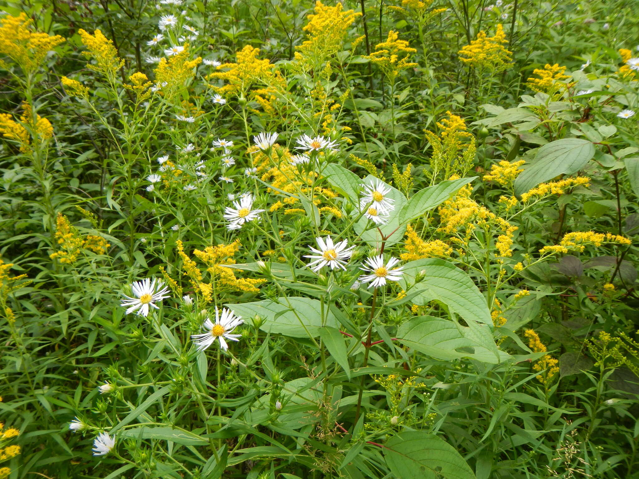 Plancia ëd Symphyotrichum firmum (Nees) G. L. Nesom