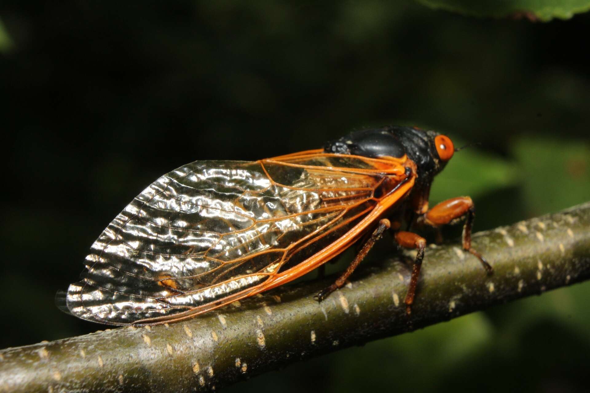 Image of Magicicada cassinii (Fisher & J. C. 1852)