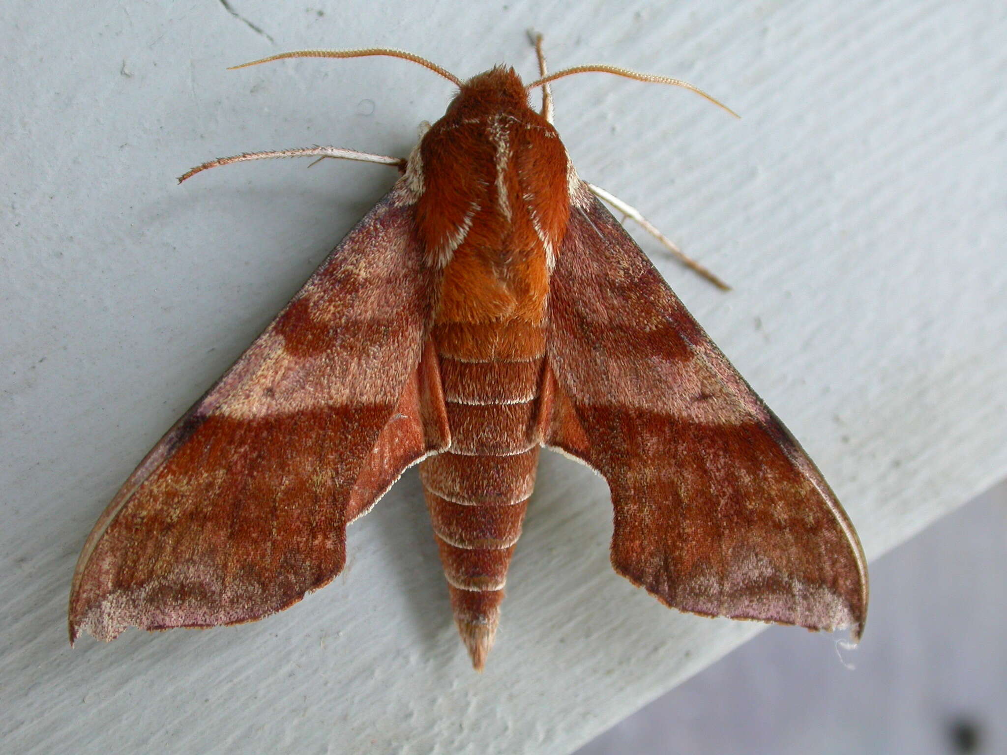 Image of Azalea Sphinx