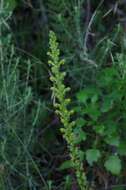 Image of Satyrium parviflorum Sw.