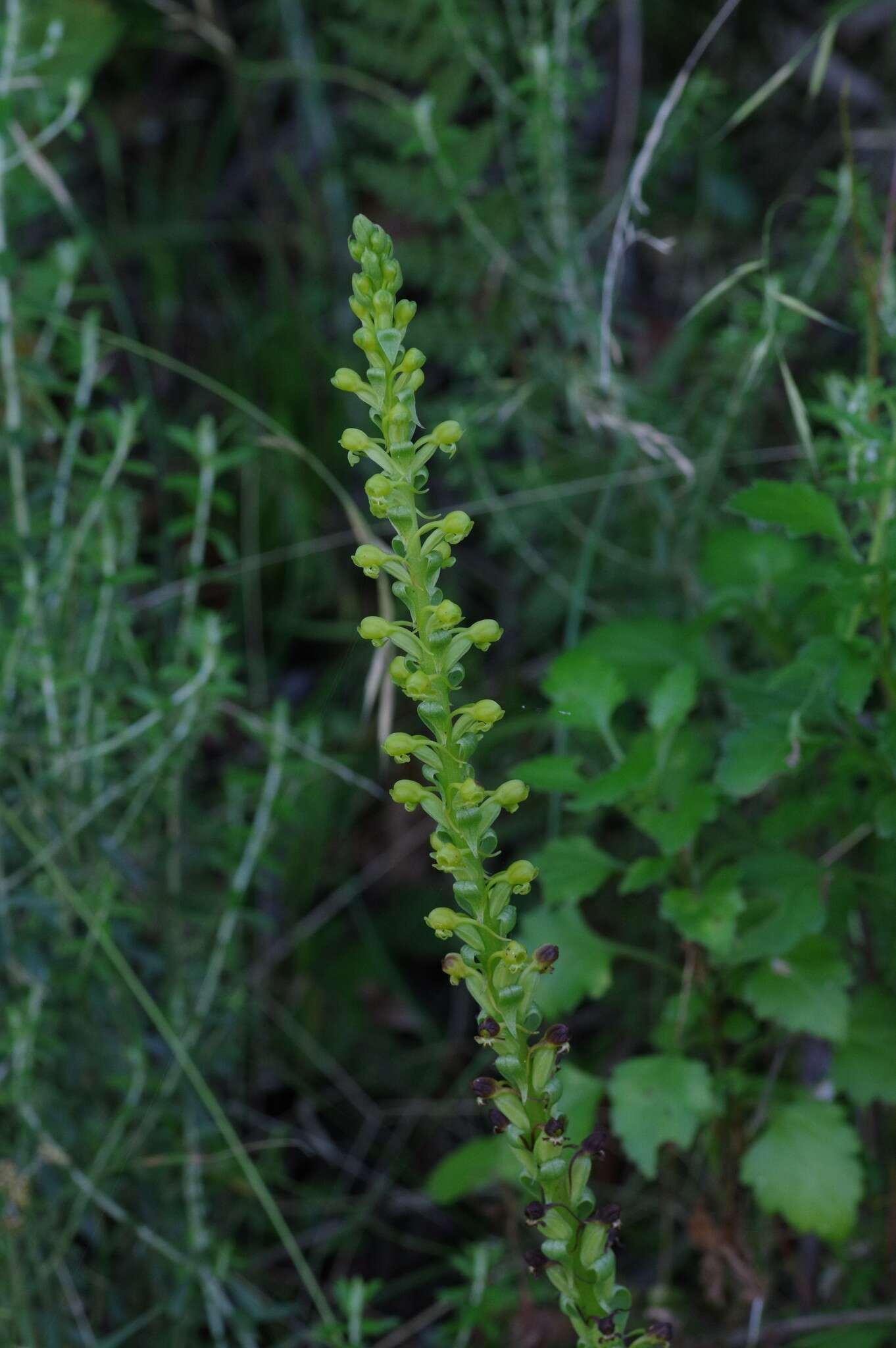 Image de Satyrium parviflorum Sw.