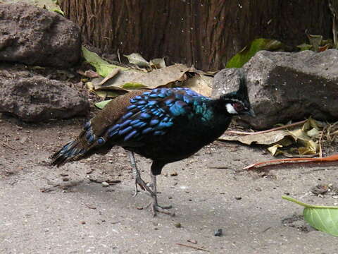 Image of Napoleon's Peacock-pheasant