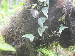 Image of Passiflora colinvauxii Wiggins