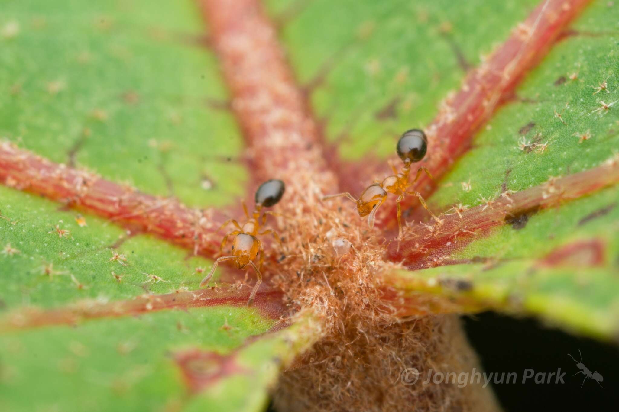 Image of Monomorium intrudens Smith 1874