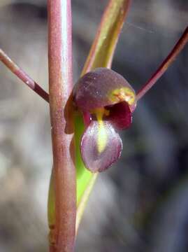 Image of Bird's-mouth orchid