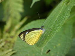 Image of Leptophobia caesia (Lucas 1852)