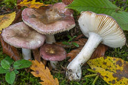 Image of Russula pelargonia Niolle 1941