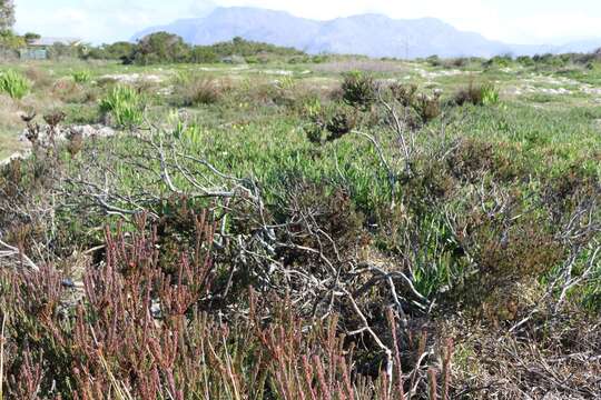 Image of Cape Flats Conebush