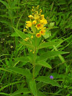 Imagem de Lysimachia vulgaris L.