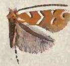 Image of Cremastobombycia ignota (Frey & Boll 1873)