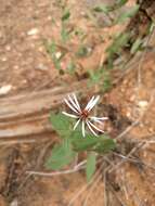 Image of Wasatch aster